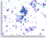 Click to enlarge Image 5