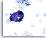 Click to enlarge Image 14