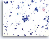 Click to enlarge Image 3