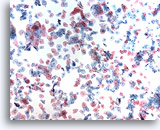 Click to enlarge Image 2