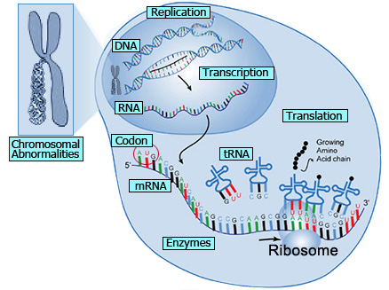 Molecular Biology Text