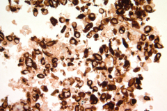 Traditional cell block AE1/AE3 40x